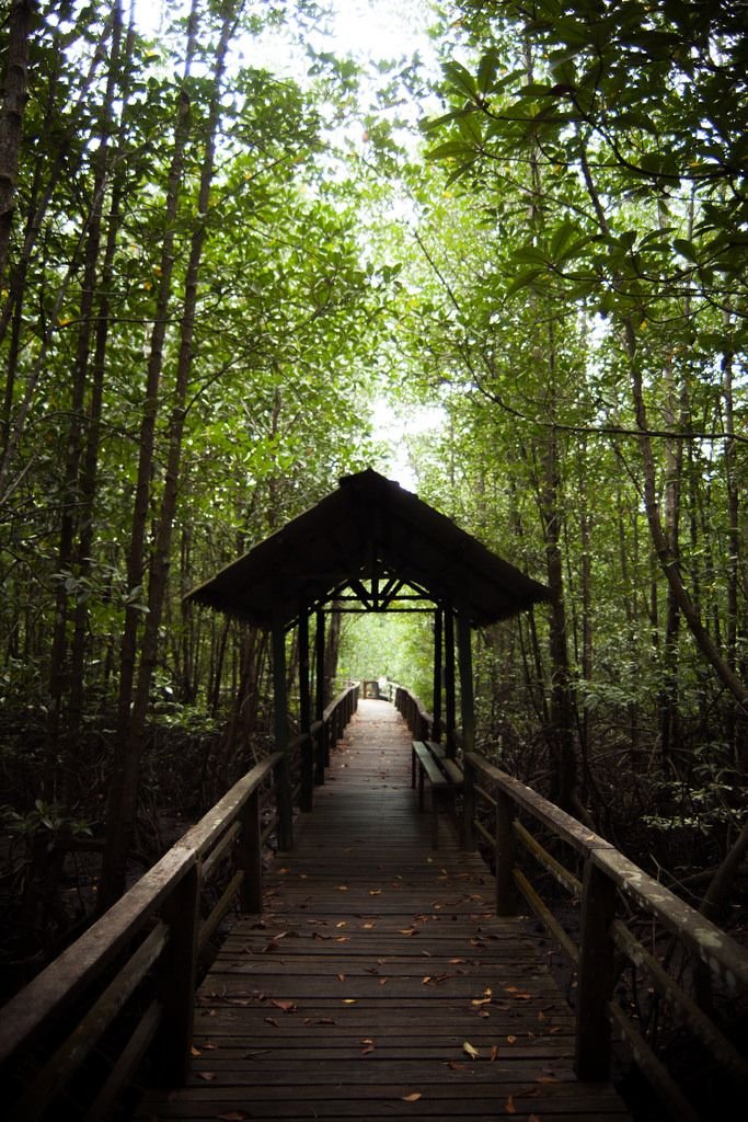 Mangroves, Kasarkod