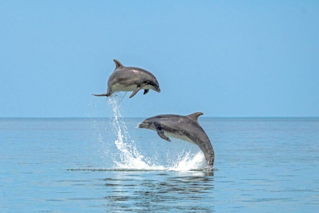 Dolphin Spotting at Gokarna